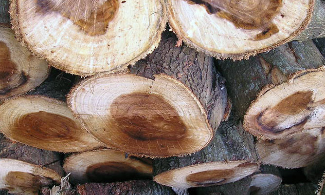 INDUSTRIA DE CELULOSA Y PAPEL